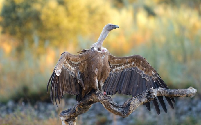 Грифон птица падальщик