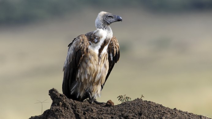 Белоголовый СИП кавказский
