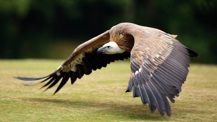 Грифф птица