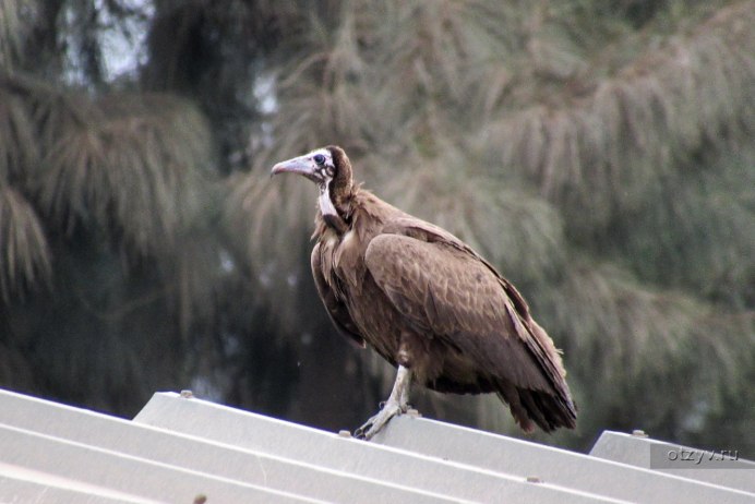 Trigonoceps occipitalis