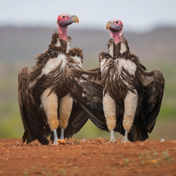 Африканский белогорлый гриф