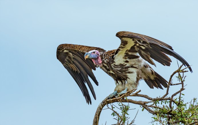 Африканский гриф глаз