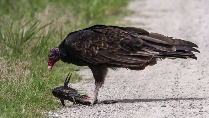 Птица падальщик гриф