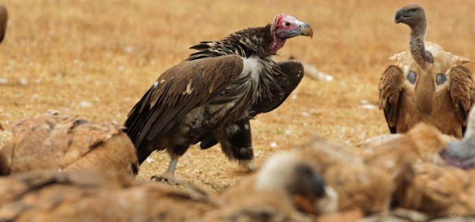 Гриф Стервятник