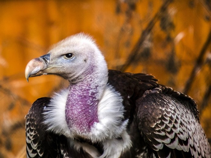 Paki Vulture