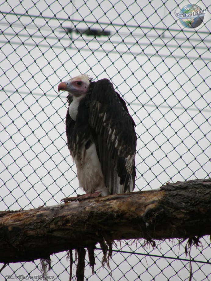 Neophron percnopterus