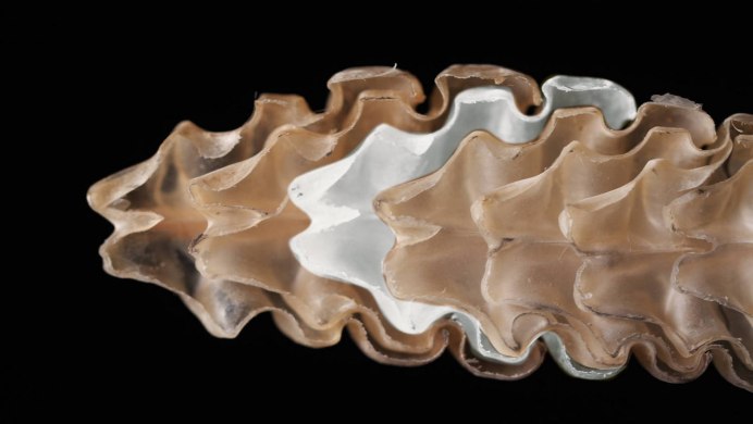 Техасский гремучник Crotalus Atrox
