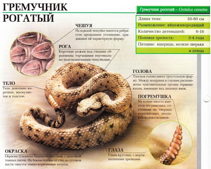 Змея тигровый гремучник