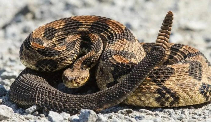 Red Rattlesnake (1982)