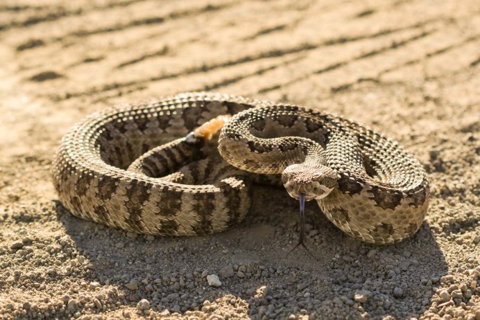 Crotalus Atrox