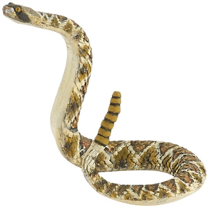 Crotalus Molossus