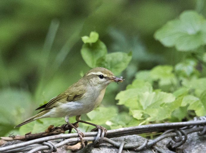 Среднеазиатская теньковка (Phylloscopus sindianus)