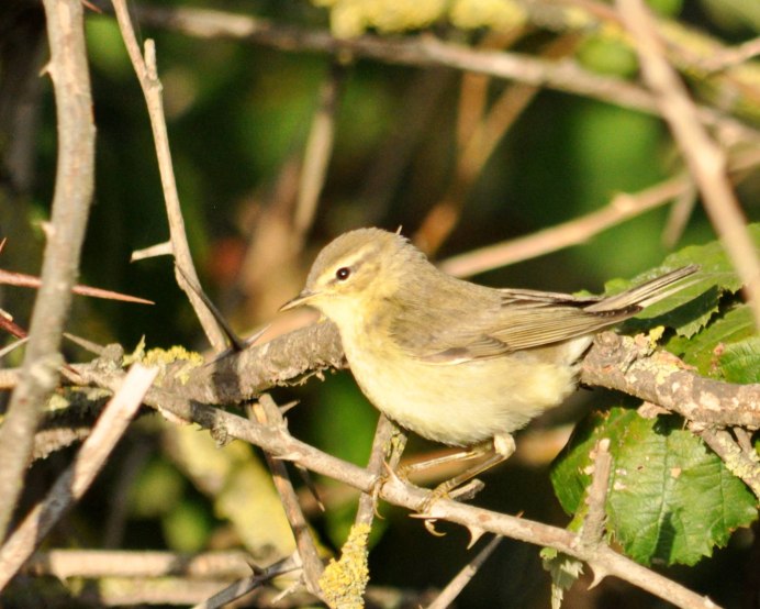 Толстоклювая пеночка (Phylloscopus schwarzi)