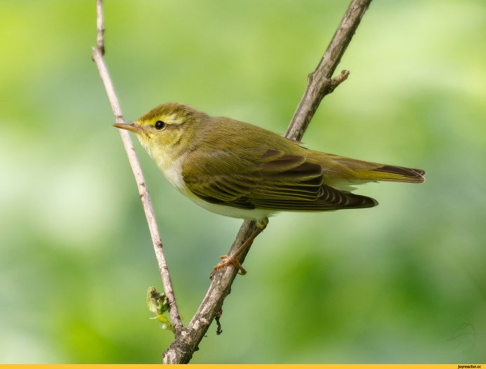 Светлоголовая пеночка (Phylloscopus coronatus)