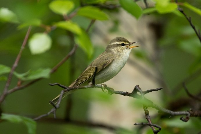 Теньковка (Phylloscopus collybita)