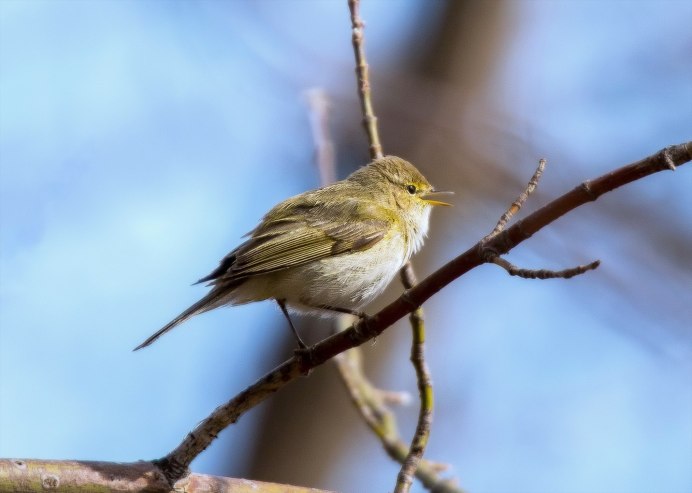 Тусклая Зарничка (Phylloscopus humei)