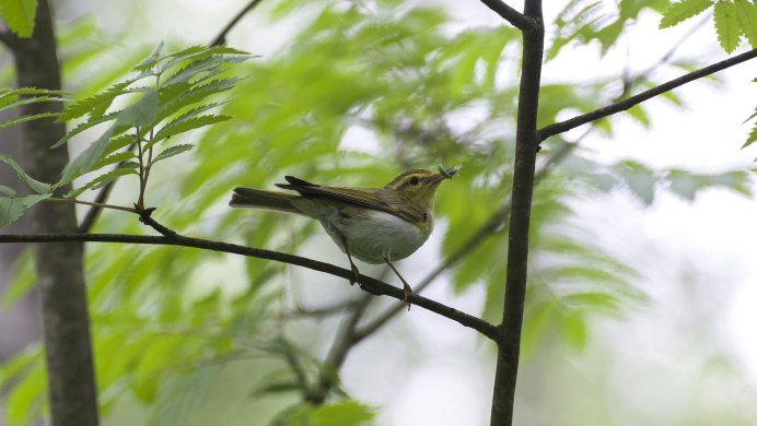 . Пеночка-Таловка – Phylloscopus Borealis