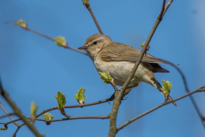 Желтобрюхая пеночка (Phylloscopus nitidus)