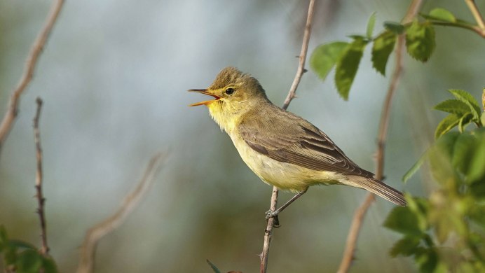 Chiffchaff животное