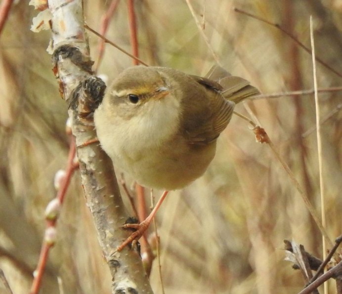 Зеленая пеночка Phylloscopus trochiloides