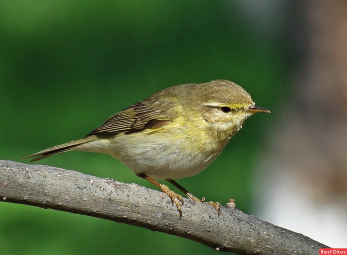Зелёнокрылая пеночка (Phylloscopus occipitalis)