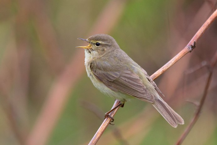 Среднеазиатская теньковка (Phylloscopus sindianus)