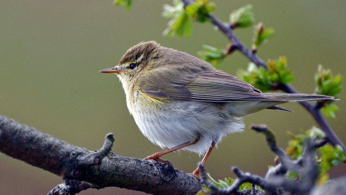 Индийская пеночка Phylloscopus griseolus