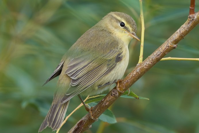 Пеночка-трещотка (Phylloscopus sibilatrix)