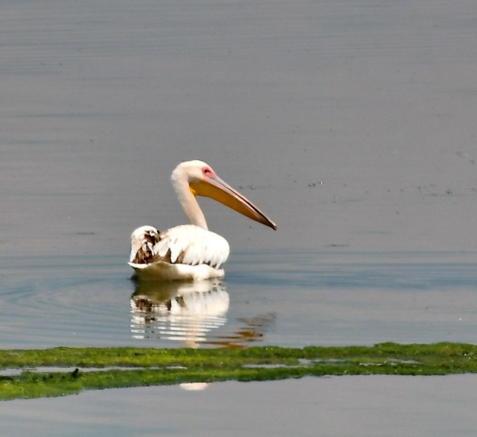 Птица Пеликан австралийский