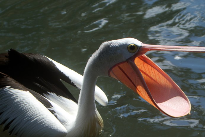 Клюв пеликана