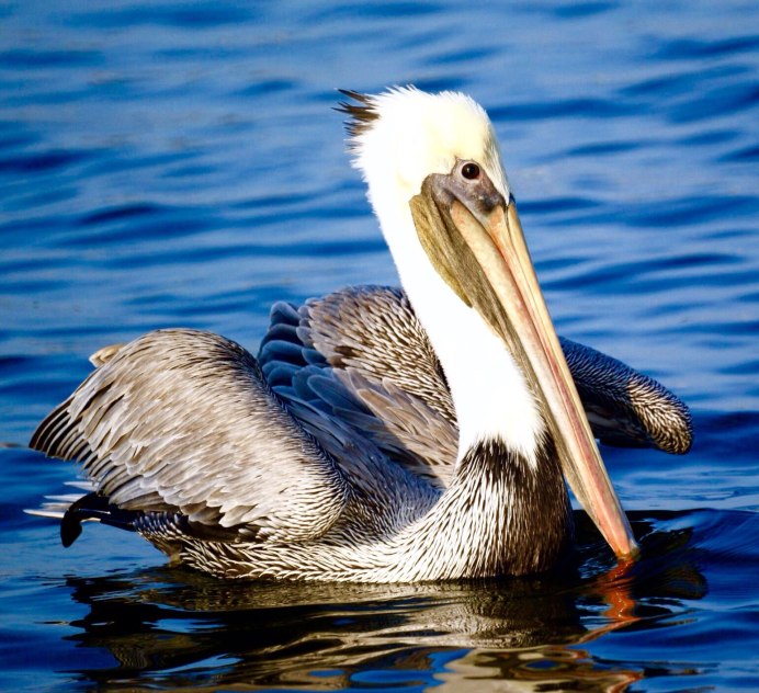 Пеликан мешконос