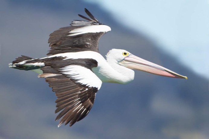 Птица Пеликан австралийский