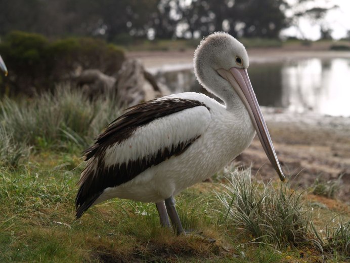 Мой друг Мистер Персиваль фильм 2020