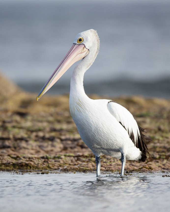 Bird Sanctuary Australia Pelican