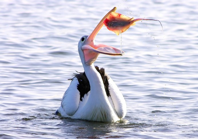 Морские птицы аиста