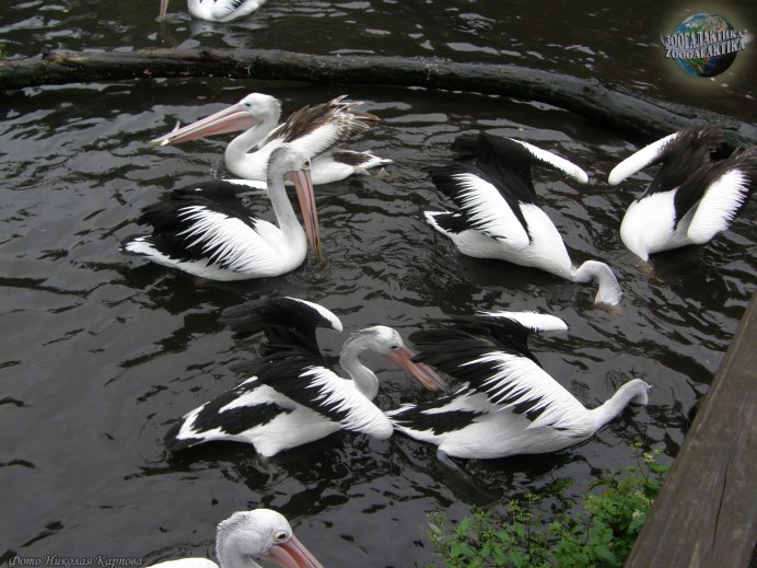 Австралийский Пеликан