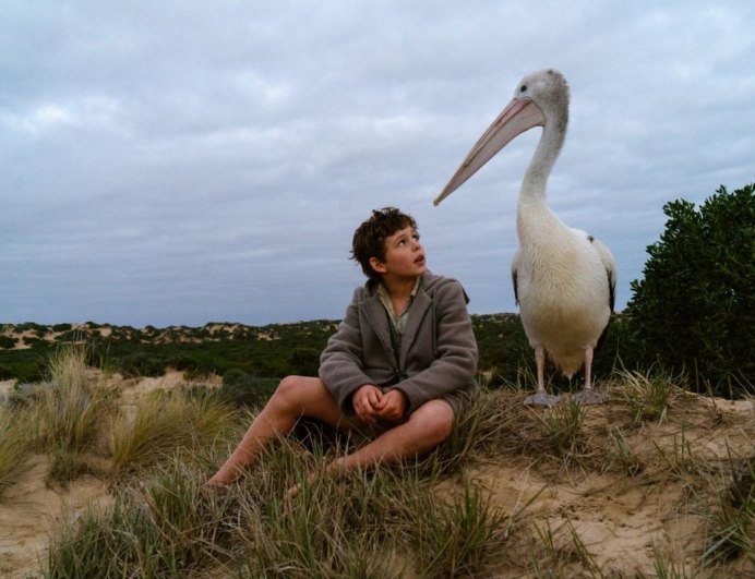 Птица Пеликан австралийский