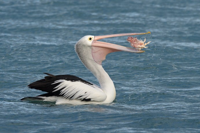 Австралийский Пеликан и Чайка на лодке