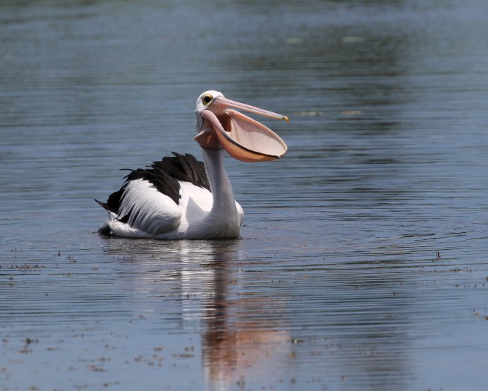 Австралийский Пеликан