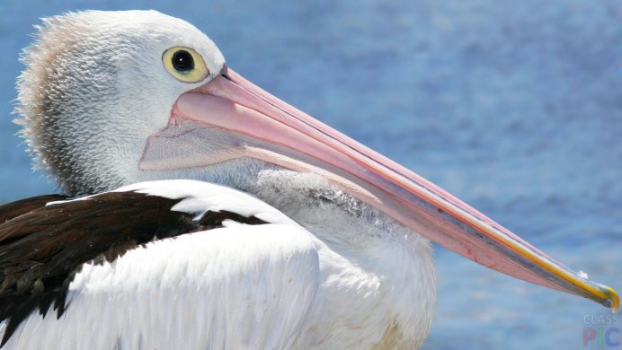 Тропики Пеликан