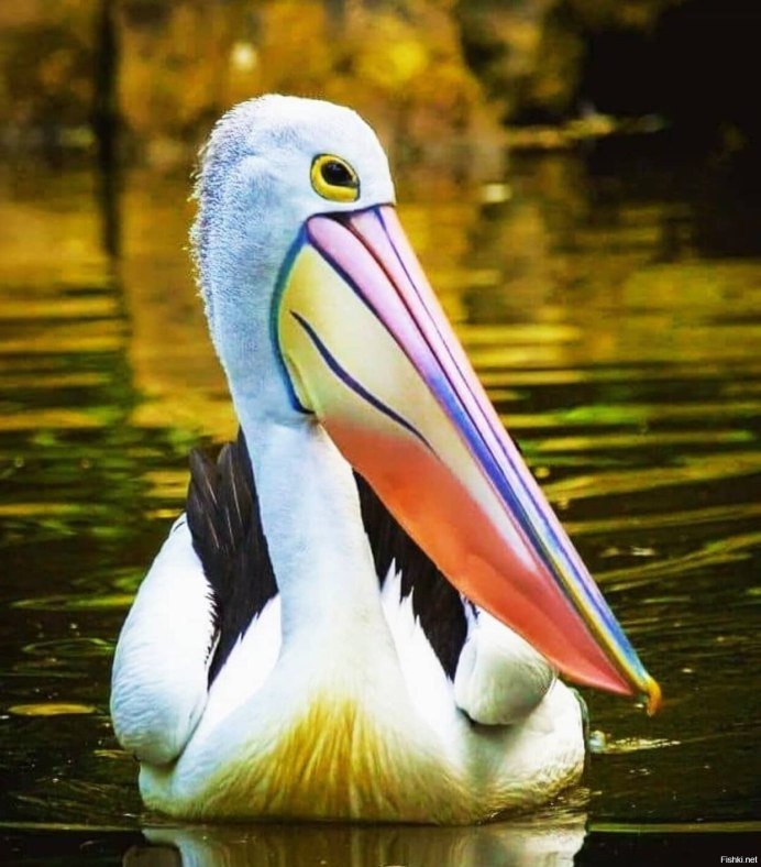 Пеликаны ржут