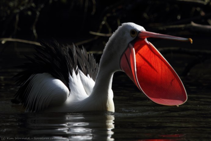 Птица Пеликан австралийский