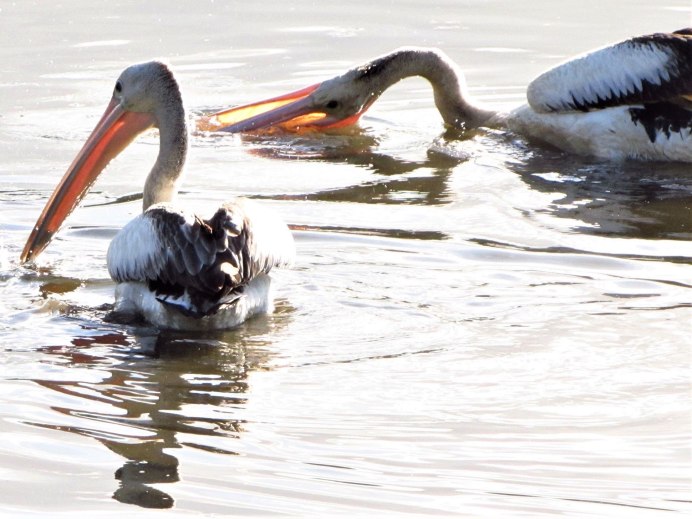 Пеликан мешконос птица
