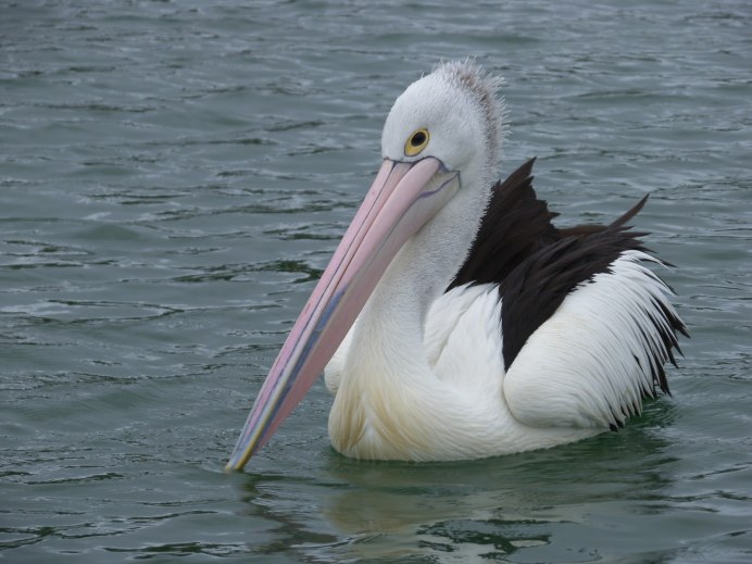 Розовоспинный Пеликан