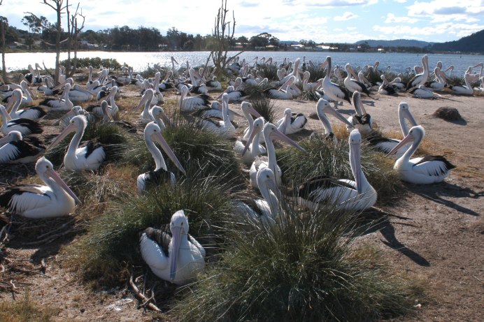 Австралийский Пеликан