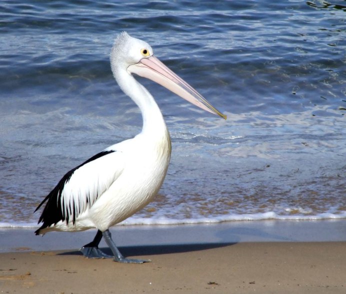 Очковый Пеликан фото