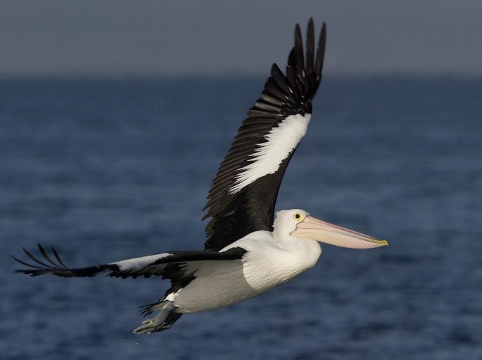 Гнездовье пеликана