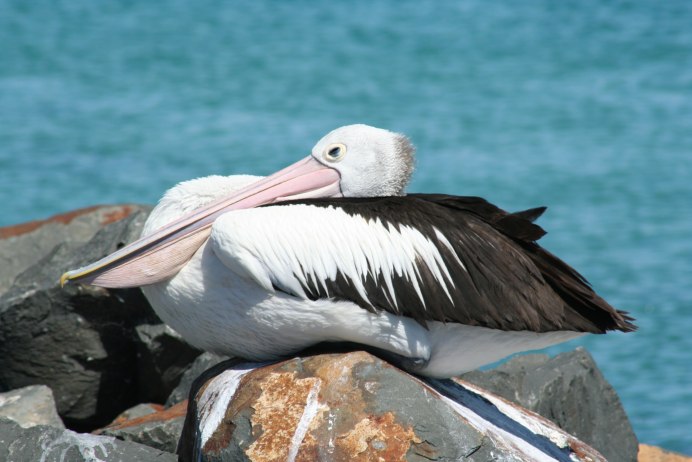 Экзотические животные Пеликан