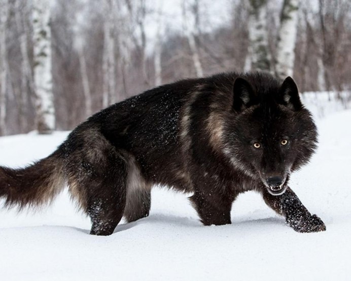 Американская Тундровая овчарка American Tundra Shepherd