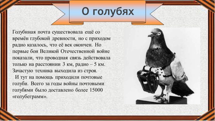 Узбекские бойные голуби